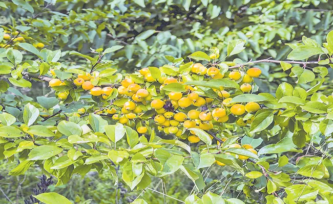 Kazakhstan Almaty, the ancestral home of apples - Sakshi