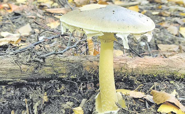 Be careful with mushrooms - Sakshi