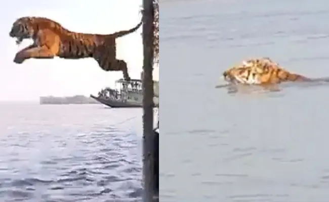 Royal Bengal Tiger Jump Video Reminds Life Of Pie Movie - Sakshi
