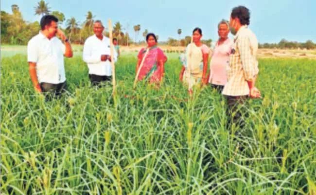 2022 23 Kharif Target To Cultivate 65651 Acres Of Nature Farming - Sakshi