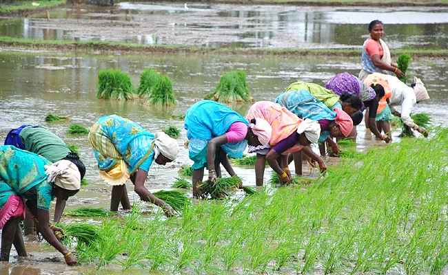 AP government Is Ready To Provide Investment Assistance For Crop Cultivation - Sakshi