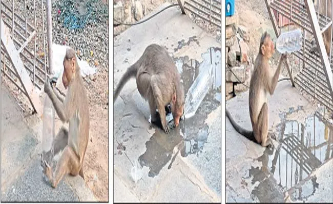 Monkey Stirring To Thirst Due To High Sun Temperature - Sakshi