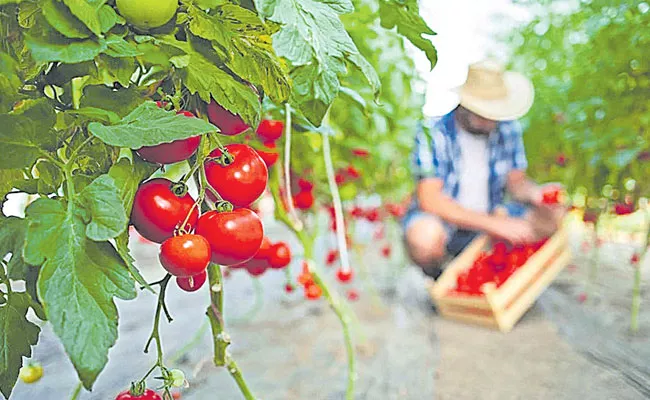 Permanent Solution to Fertilizers, Andhra Pradesh Shows The Way: Pantangi Rambabu - Sakshi