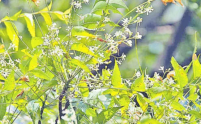 Ugadi Festival 2022 Guest Column By Mothe Ravikanth - Sakshi