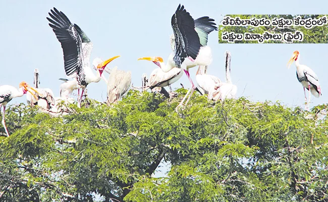 Telinilapuram In Srikakulam District  Is An Exotic Bird Sanctuary - Sakshi