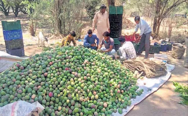 Andhra Pradesh: Mango Cultivation Farmers Getting High Profit - Sakshi