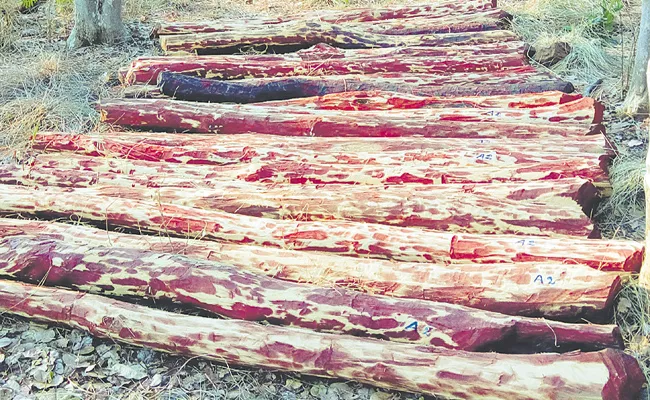 Andhra Pradesh government focus on red sandalwood smuggling - Sakshi