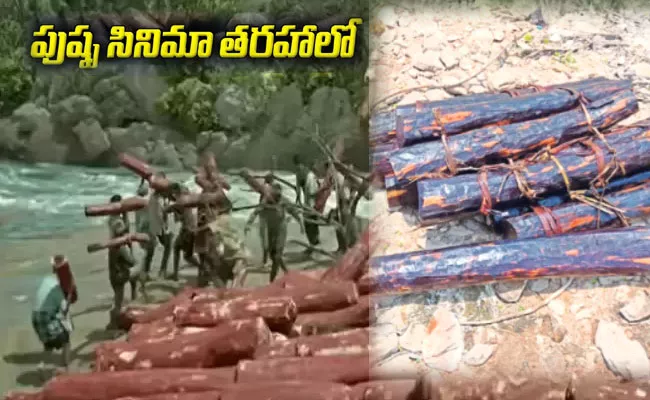 Hiding Red Sandalwood Logs in The Water Like Pushpa Movie Scene - Sakshi