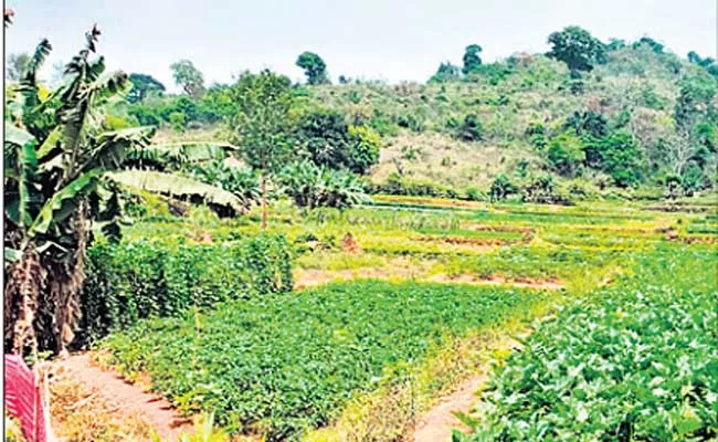 Andhra Pradesh: Vegetable Crops In Tamarapalli Area - Sakshi