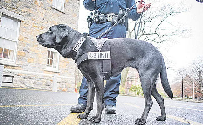 man allegedly bit and stabbed a police dog in Northern California - Sakshi