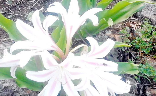 Gandhara Flowers Blooms At Alluri Sitarama Raju District - Sakshi