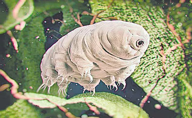 Tardigrades Are The Toughest Animal On Earth That Can Survive Space And Volcanoes - Sakshi