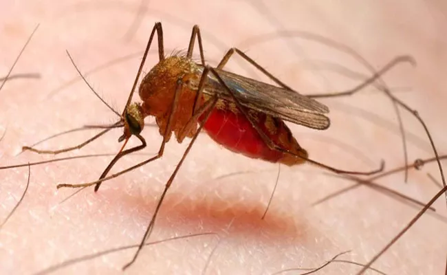 Malaria Cases Have Dropped Significantly In Visakha Manyam - Sakshi