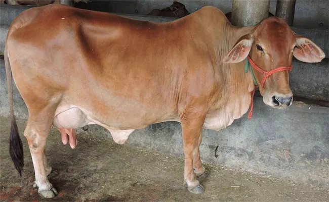 Digital Process Of Artificial Insemination Process In Cow In Telangana - Sakshi