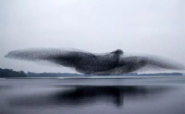 Mesmerising Murmuration of Starlings at Lough Ennell - Sakshi