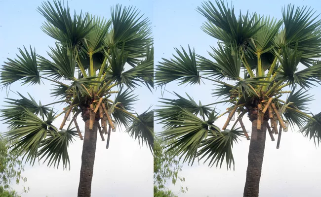 Photo Feature: Palm Wine In Bamboo At Khammam - Sakshi