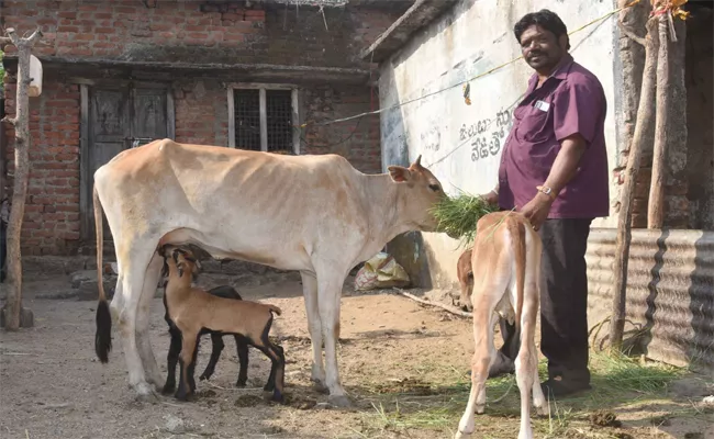 Photo Feature: Cow Is Sharing Milk With her Baby And 4Goat Kids At Nirmal District - Sakshi