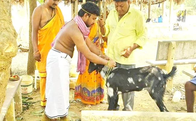 a young man married a goat to prevent horoscope error - Sakshi