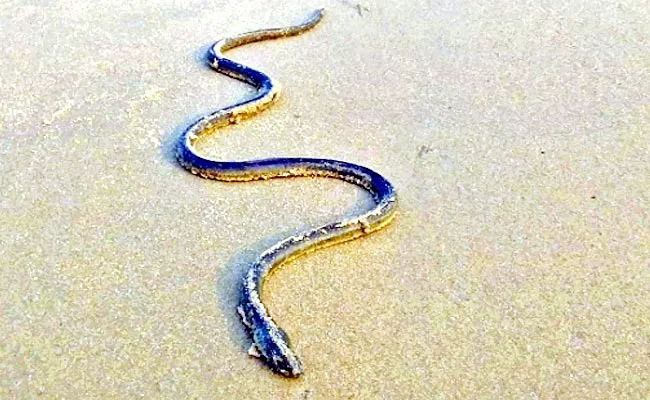 Have You Ever Seen Snake Shaped Eel Fish - Sakshi