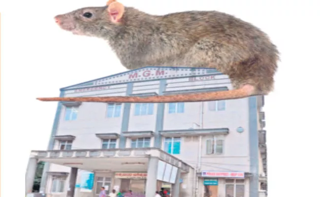 Warangal: Mgm Hospital Rat Incident What Happened On That Day - Sakshi