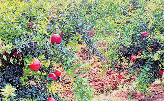 Annamayya District As The Center Of The Garden - Sakshi