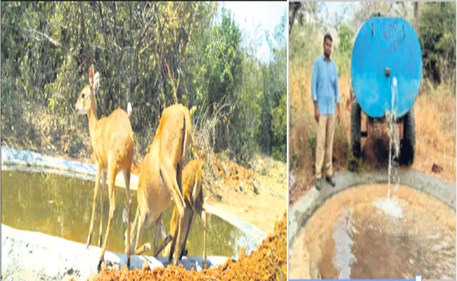 24 Saucer Pit Establish For Animals In Seshachalam Forest - Sakshi