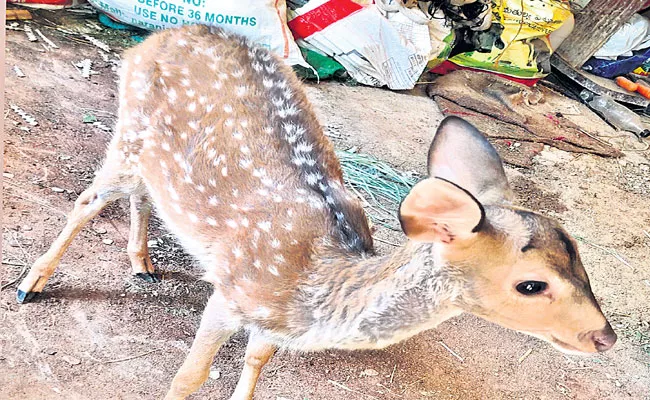 Baby Deer Waiting For His Mother In Ameerpet Deer Park Hyderabad - Sakshi