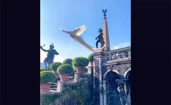 Rare Video Stunning White Peacock Flying Goes Viral - Sakshi