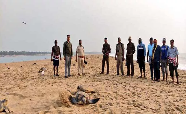 Olive Ridley Turtle Odisha Beach For Laying Eggs - Sakshi