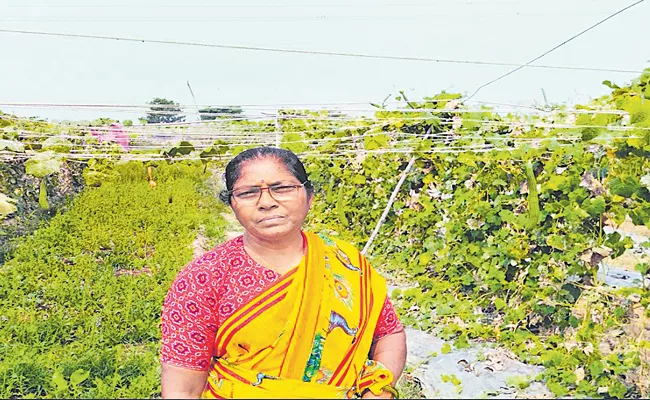 Kommineni Ananthalakshmi is Vegetable Cultivation and Fruit Plant after Retirement, - Sakshi