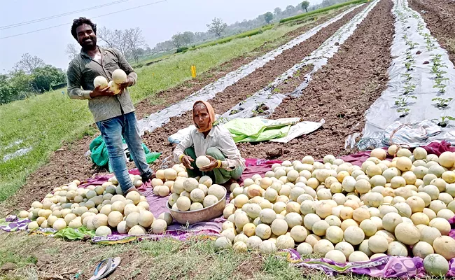 Msc Student Turns Farmer Earns Profit In Musk Melon Adilabad - Sakshi