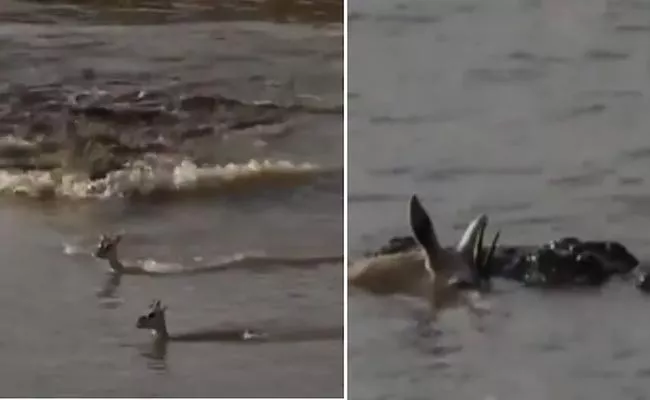 Heartbreaking Video: Mother Deer Dies While Saving Her Baby From Crocodile Attack - Sakshi