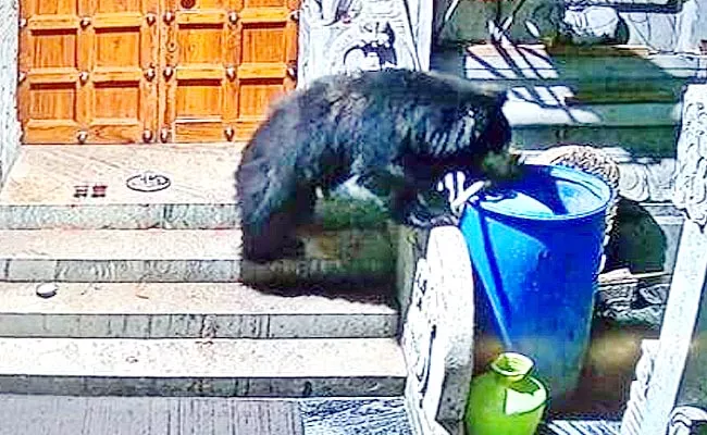 Bear In Gerigepalli Ambaji Temple In Anantapur District - Sakshi