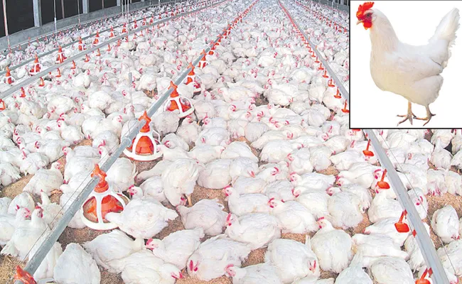 Chicken Prices increased All Over - Sakshi