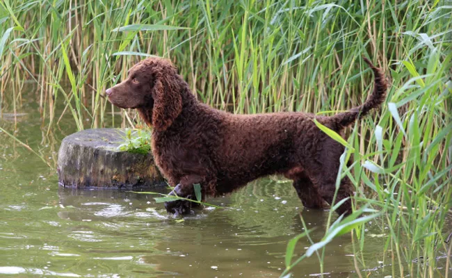 Brain Gym Simple One: How The Dog Cross Canal Without Getting Wet - Sakshi