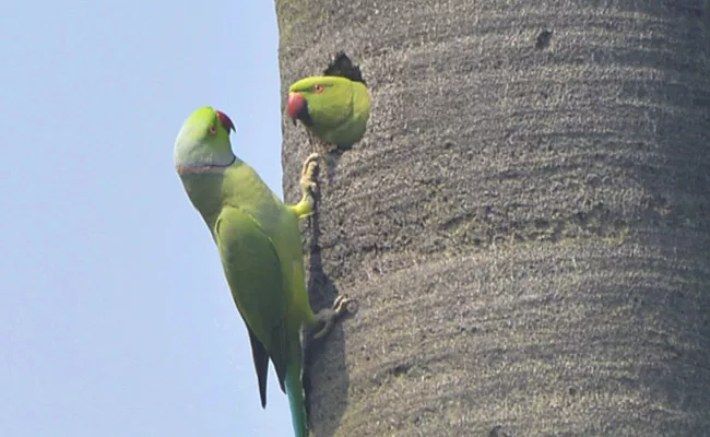 Vijayawada: Parrots Photo Feature - Sakshi