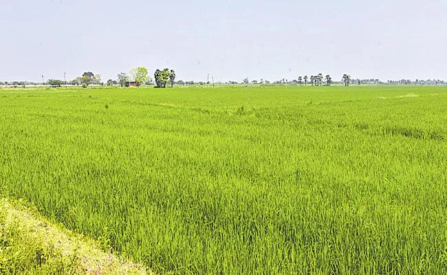 TS  Agriculture Department Says No Restrictions On Rainy Season Paddy - Sakshi