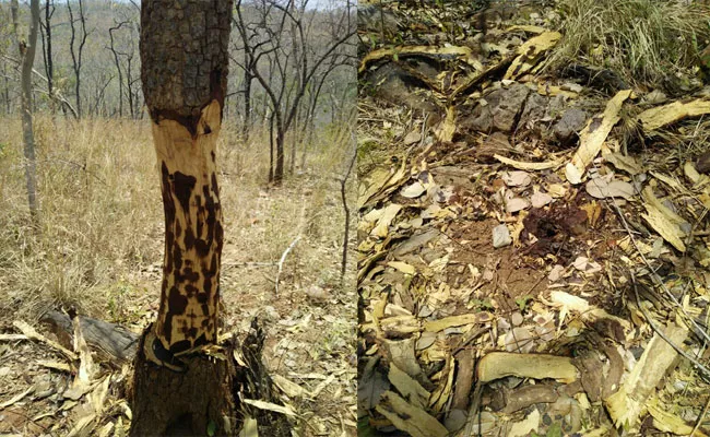 Red Sandalwood Smugglers At Seshachalam Hills - Sakshi