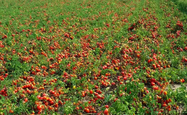 Tomato Prices Drop On Higher Arrivals In Chittoor - Sakshi