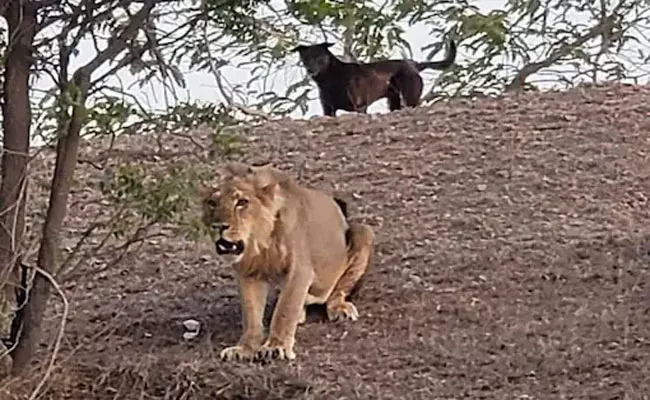 Vira Video of Lion Gambolling with Dog in Gujarat Shocks Villagers - Sakshi