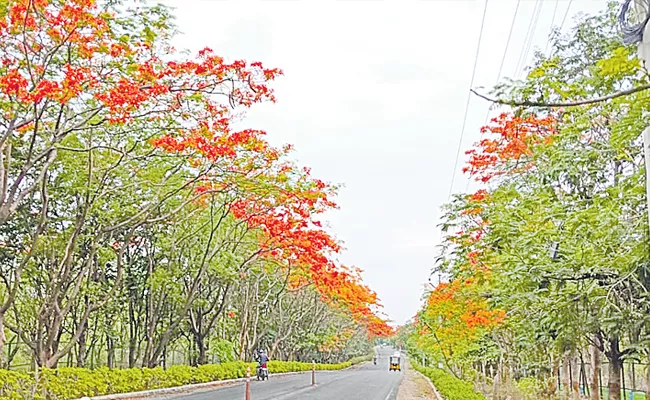 Kompally Bachupally Road Gulmohar Plants Awesome Scenery - Sakshi