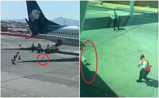 Viral Video Of Dog Runs Around Mexico Airport Tarmac After Escaping Staff - Sakshi