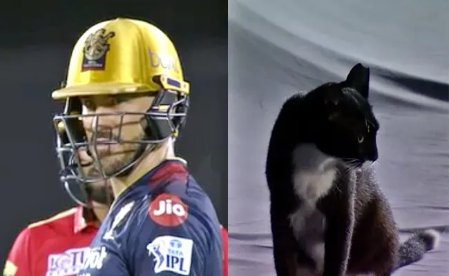 IPL 2022: Du-plesis Disturbed With Cat On Sight Screen Play Stops Viral  - Sakshi