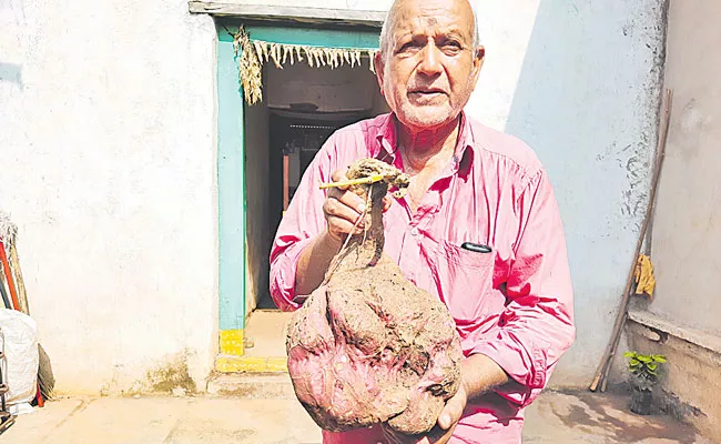 Chilakada Dumpa: Huge 5 kg Sweet Potato in Sanga Reddy District - Sakshi