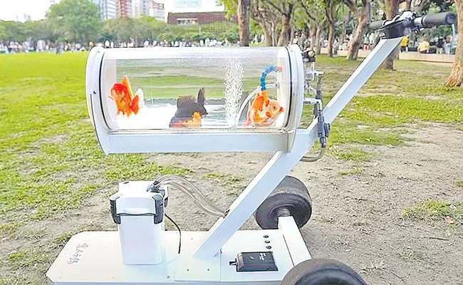 YouTuber Builds Custom Fish Tank For Goldfish On Walks - Sakshi