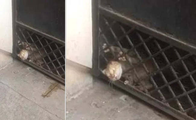 HYD: Sultan Bazar Police Rescue Cat From Gate Grill - Sakshi