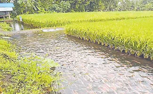 Fish Harvesting In Crop Fields - Sakshi