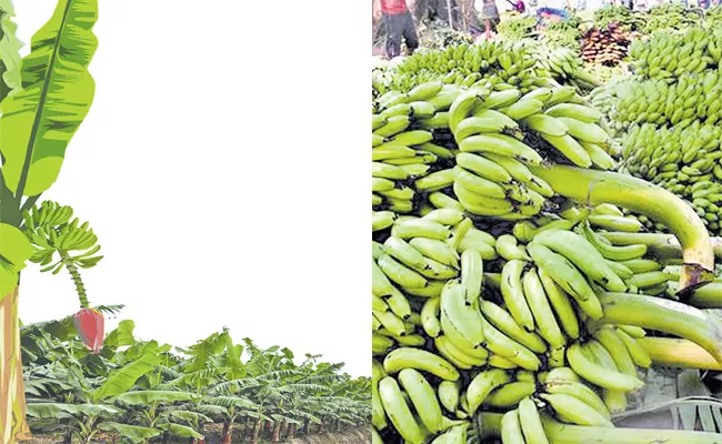 Banana Farmer Have Good Time Govt Will Backbone Seed To Market - Sakshi