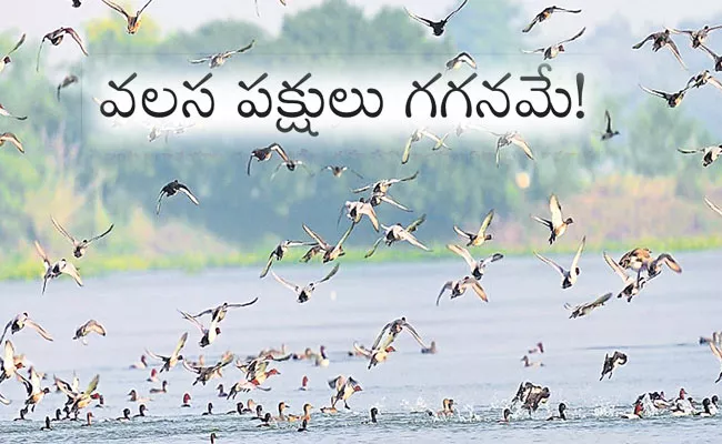 Hyderabad: Revocation of GO 111 Will Affect Birds Migration, Biodiversity - Sakshi