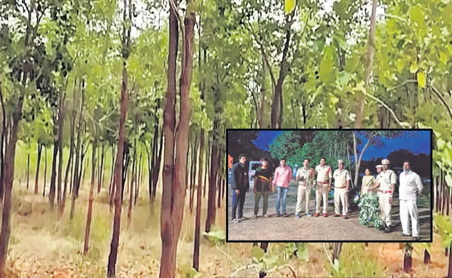 No Forest Department Monitoring Red Sandalwood Smuggling - Sakshi